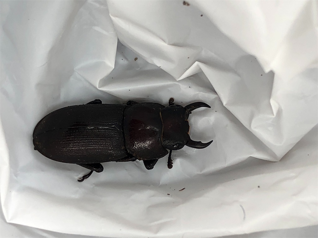 ネブトクワガタ幼虫採集 樹液採集方法 おやじ情報 ネブトクワガタ幼虫採集 樹液採集方法 おやじ情報