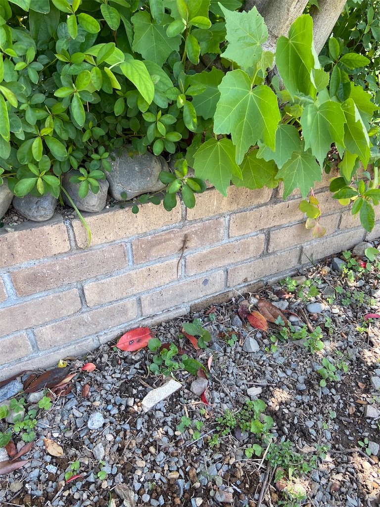 f:id:takakusaya-man:20200529190405j:image f:id:takakusaya-man:20200529190405j:image