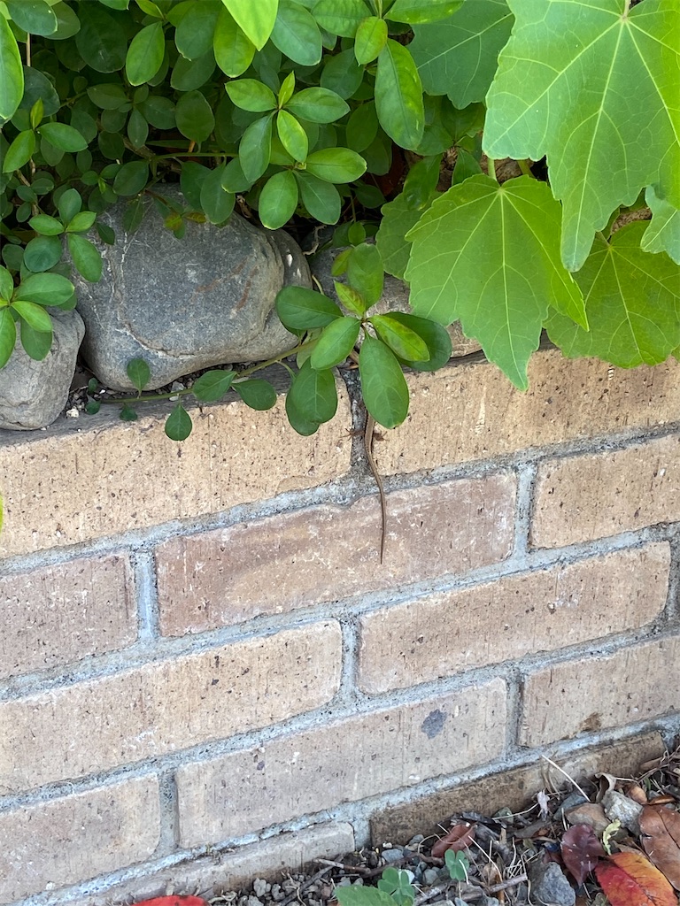 f:id:takakusaya-man:20200529190409j:image f:id:takakusaya-man:20200529190409j:image