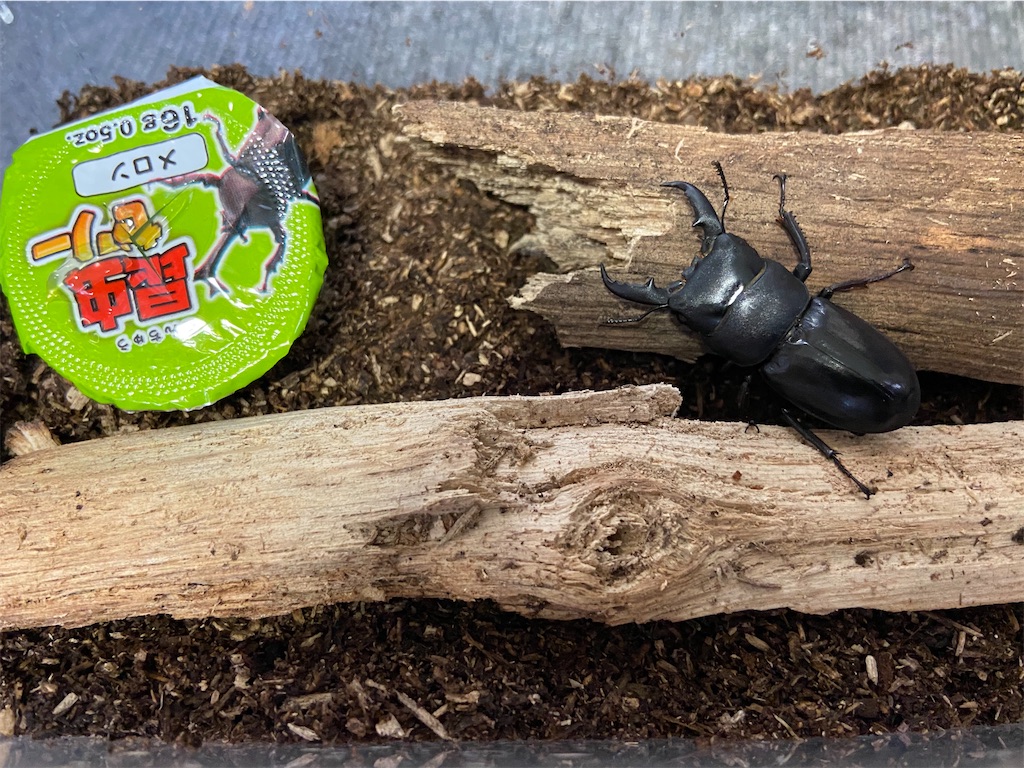 クワガタ越冬準備方法 おやじ情報