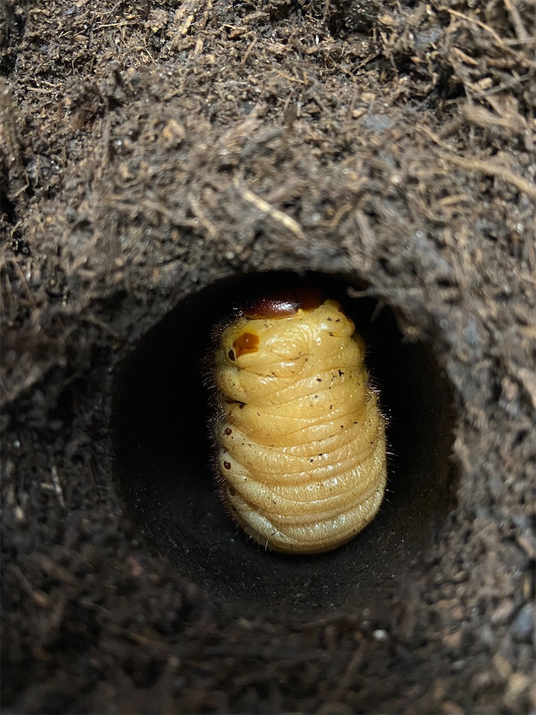 カブトムシ幼虫飼育途中経過報告！！ - おやじ情報