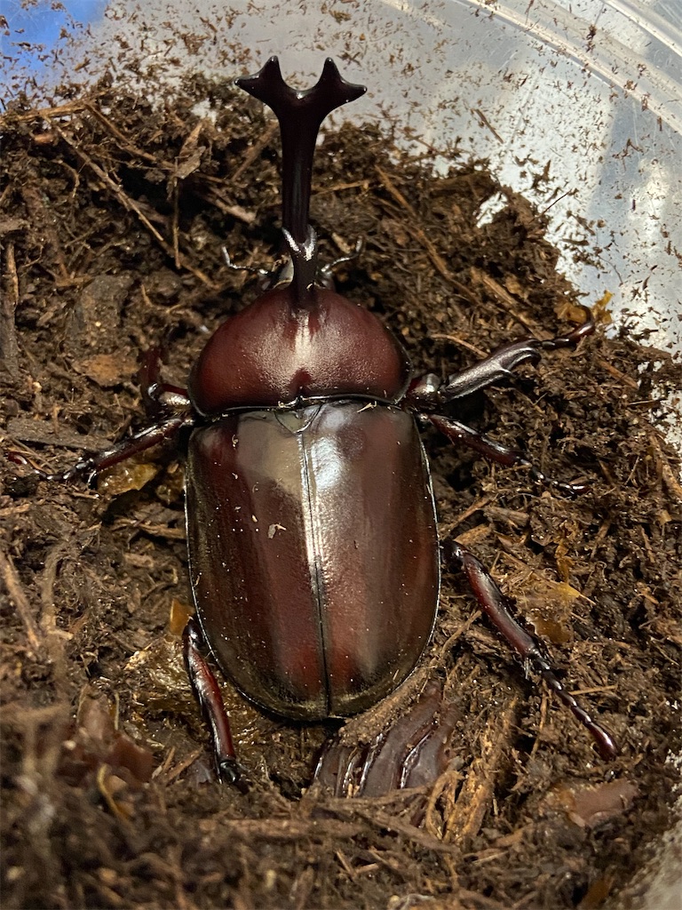 羽化 カブトムシの蛹から羽化までの飼育経過報告 おやじ情報