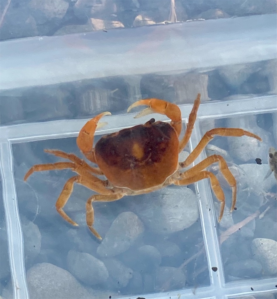 保存版 生き物図鑑 122 サワガニ おやじ情報