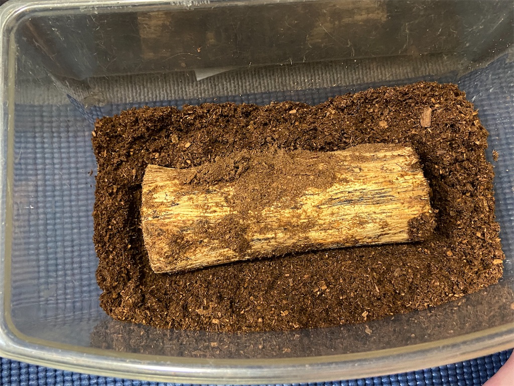 【産卵木有り】ニジイロクワガタの産卵セット作り方!! おやじ情報 【産卵木有り】ニジイロクワガタの産卵セット作り方!! おやじ情報