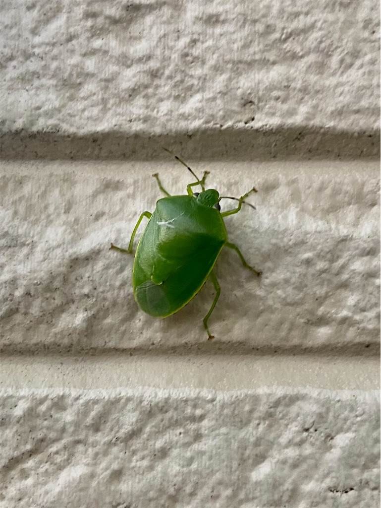 保存版 生き物図鑑 131 ツヤアオカメムシ おやじ情報