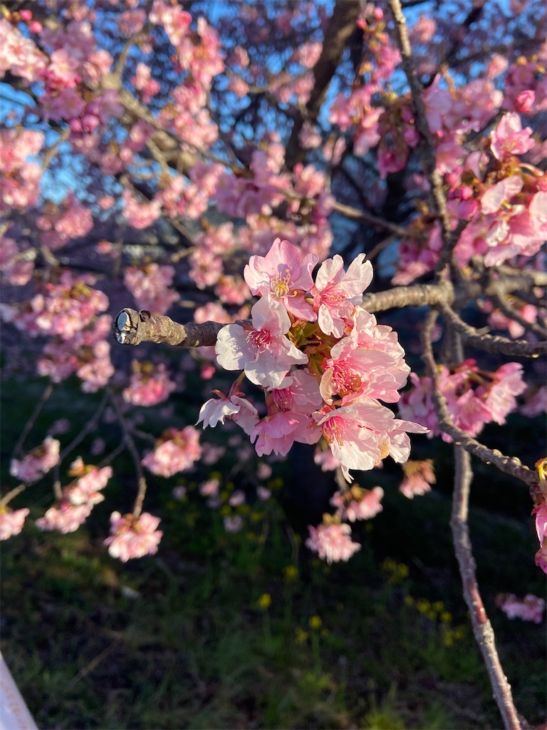 f:id:takakusaya-man:20220306130232j:image