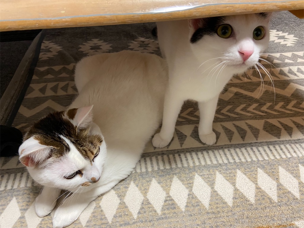 f:id:takakusaya-man:20220310091256j:image