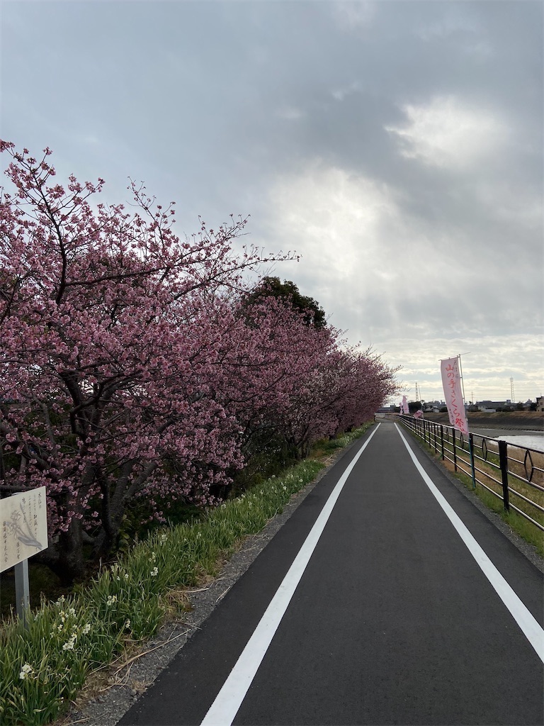 山の手さくら最新情報【2023年2月1日現在】 - おやじ情報