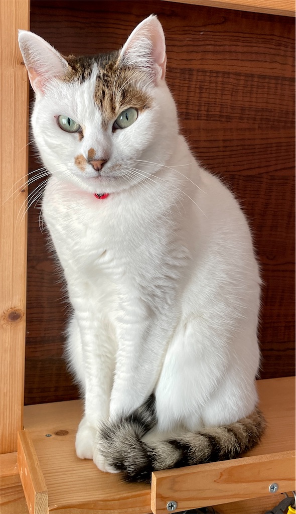 【臆病な猫】日々の生活と私の体験談 78！！ - おやじ情報