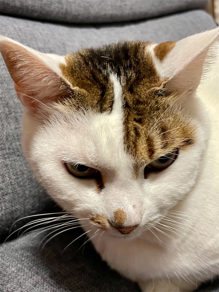 我が家の猫ギャラリー4！！ - おやじ情報