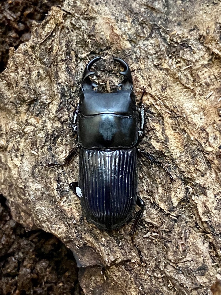 f:id:takakusaya-man:20250811082122j:image f:id:takakusaya-man:20250811082122j:image