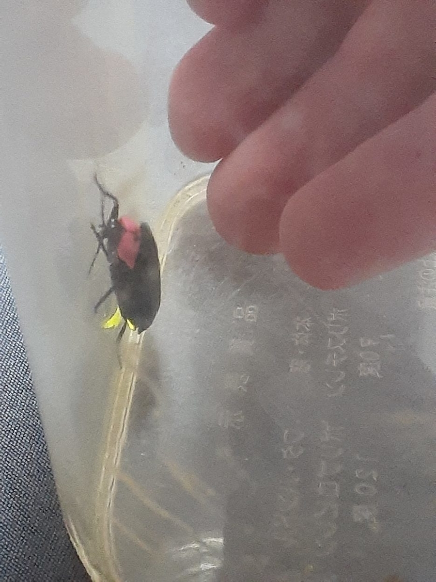 カワニナとは 動植物の人気 最新記事を集めました はてな