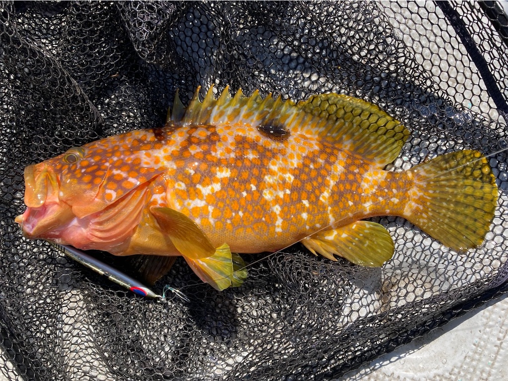 釣果とは スポーツの人気 最新記事を集めました はてな