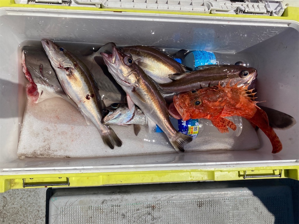 オニカサゴとは 動植物の人気 最新記事を集めました はてな