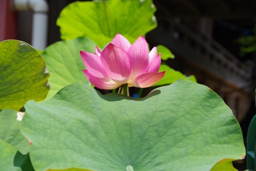f:id:takami1073:20180728211916j:plain f:id:takami1073:20180728211916j:plain