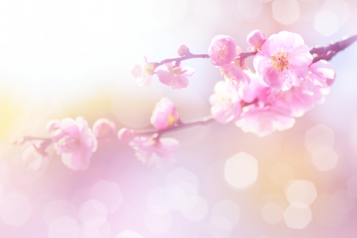 f:id:takami1073:20190310193915j:plain f:id:takami1073:20190310193915j:plain
