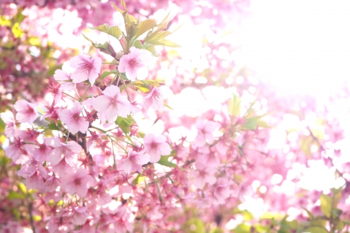 f:id:takami1073:20190504062159j:plain f:id:takami1073:20190504062159j:plain