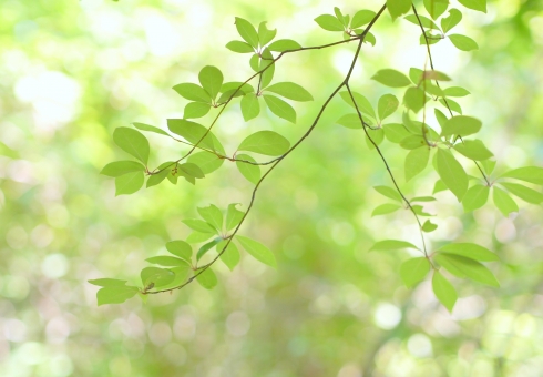 f:id:takami1073:20190509053122j:plain f:id:takami1073:20190509053122j:plain