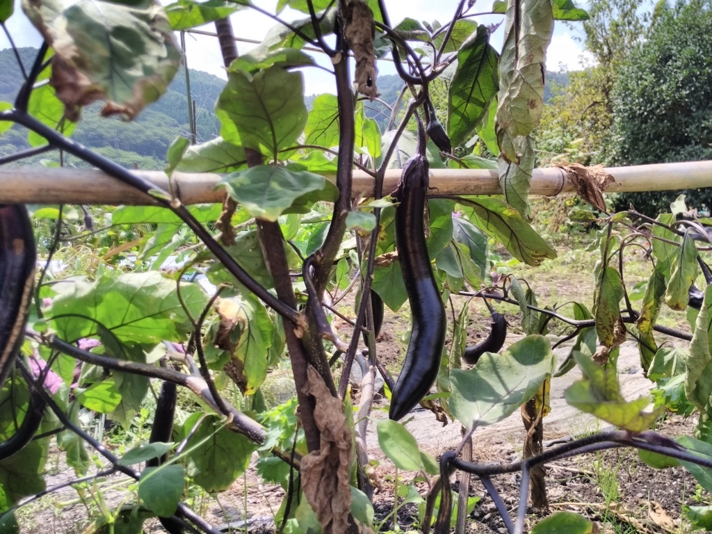 f:id:takamiaoi:20170822162003j:plain