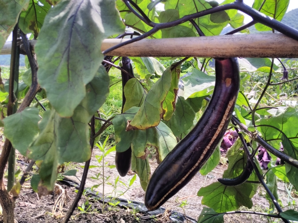 f:id:takamiaoi:20170823220053j:plain