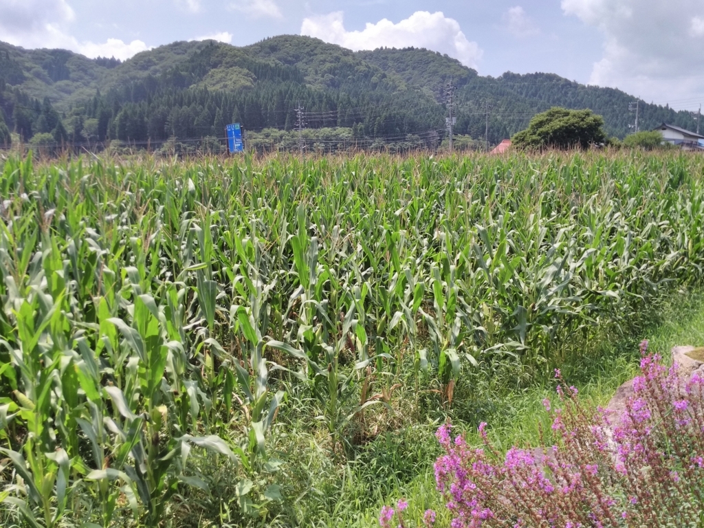 f:id:takamiaoi:20170823220225j:plain