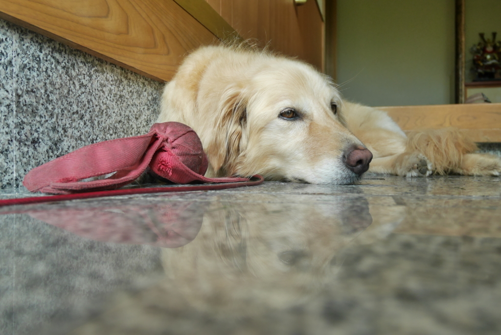 f:id:takamiaoi:20170824110950j:plain