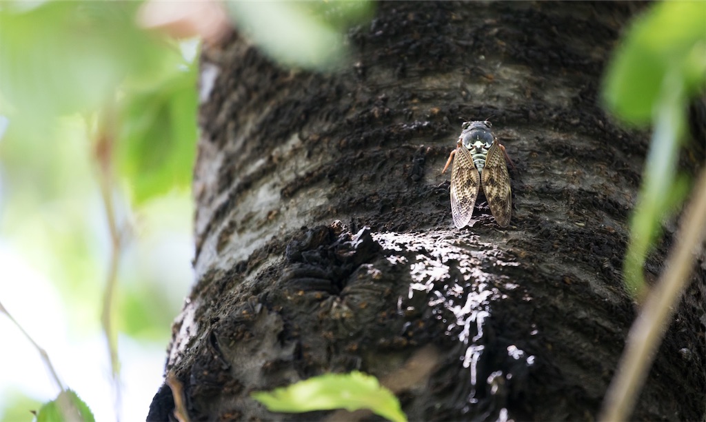 f:id:takamine01202004:20190807071830j:image f:id:takamine01202004:20190807071830j:image