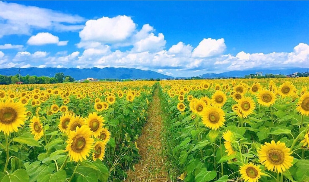 f:id:takamurablog:20200521131312j:image f:id:takamurablog:20200521131312j:image