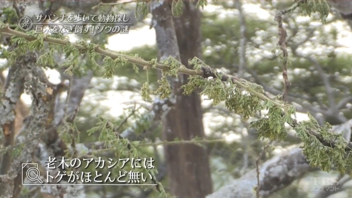 f:id:takanasuougi:20210205141758j:plain