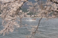 京都新聞写真コンテスト　桜遊覧船