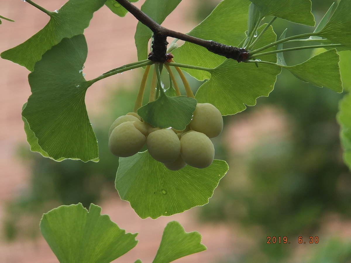 f:id:takano1stpchinko:20190630161848j:plain
