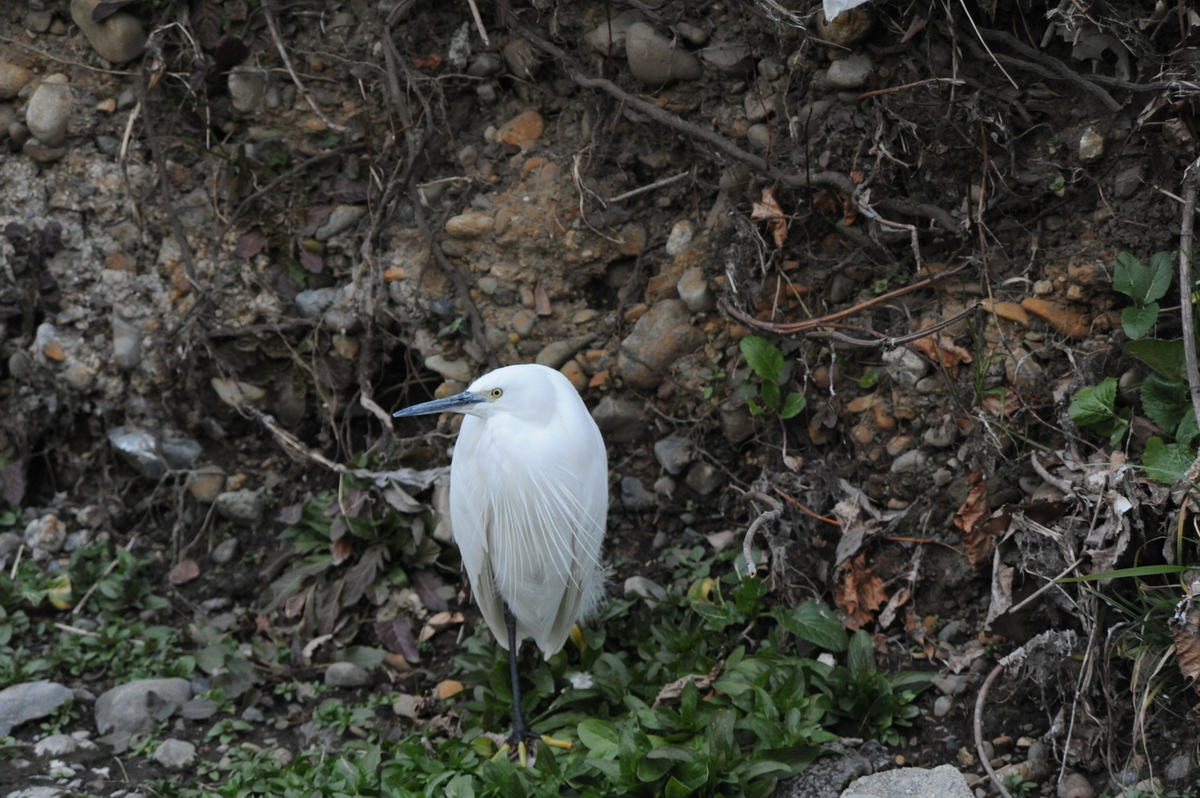 f:id:takaosanguchi:20220116215056j:plain