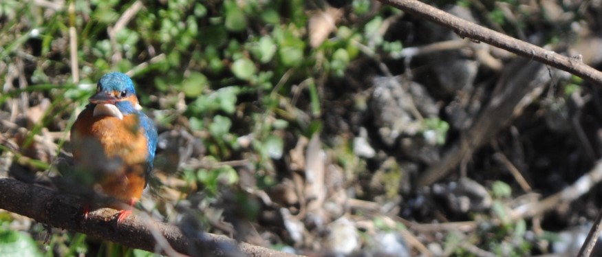 f:id:takaosanguchi:20220116215549j:plain