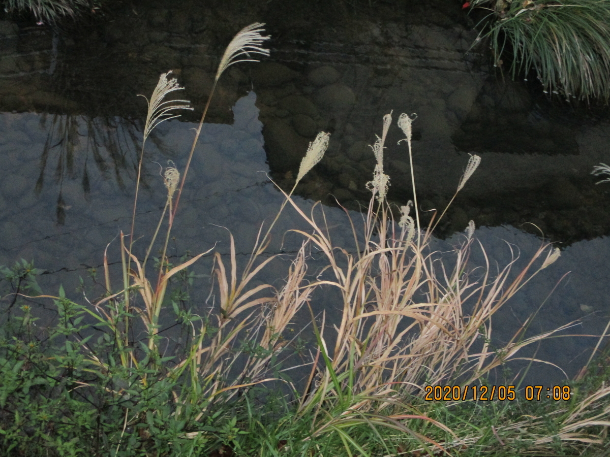 f:id:takaotm1101101:20201205070341j:plain