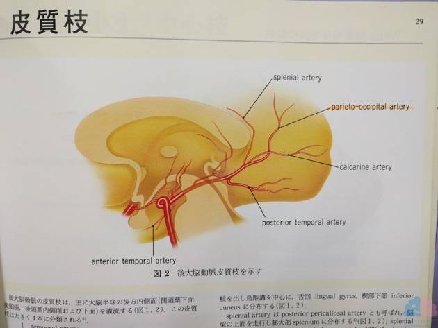 海馬領域の支配血管