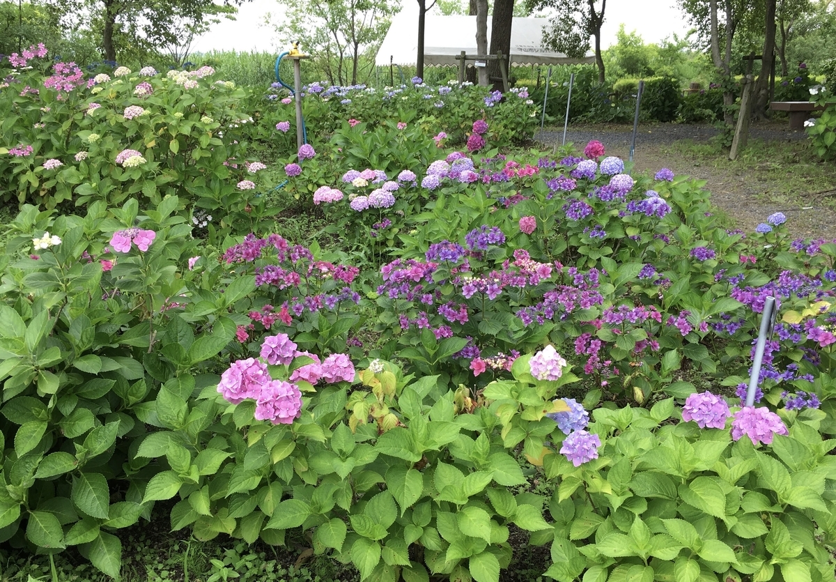 紫陽花ばたけ 守山芦刈園 たからものが咲いた 紫陽花ばたけ 守山芦刈園 たからものが咲いた