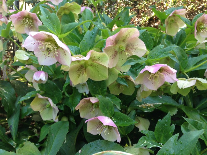 f:id:takase22:20160329090407j:image:w360