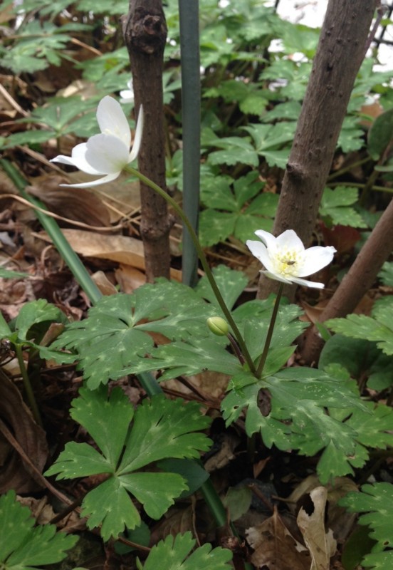 f:id:takase22:20160330095135j:image