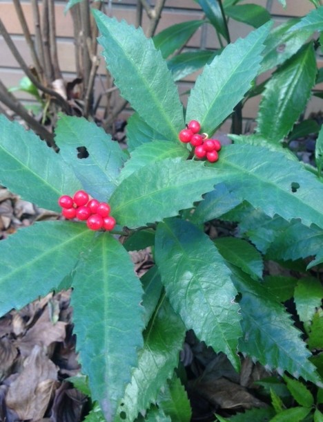 f:id:takase22:20161202101134j:image:w230 f:id:takase22:20161202101134j:image:w230