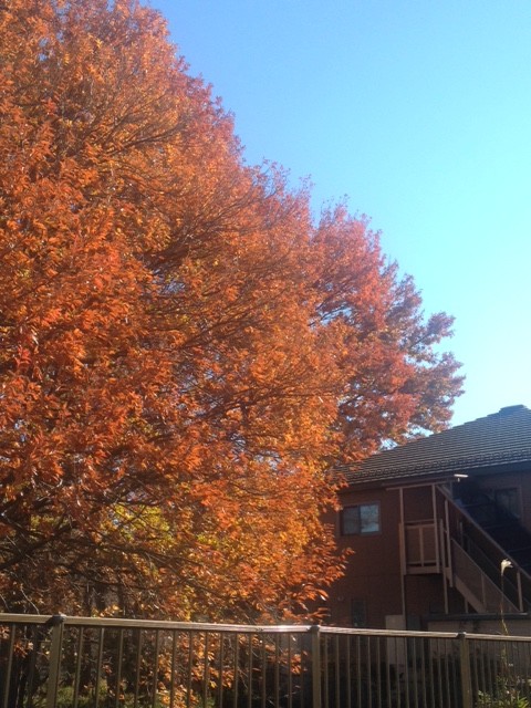 f:id:takase22:20161210115324j:image:w200:left