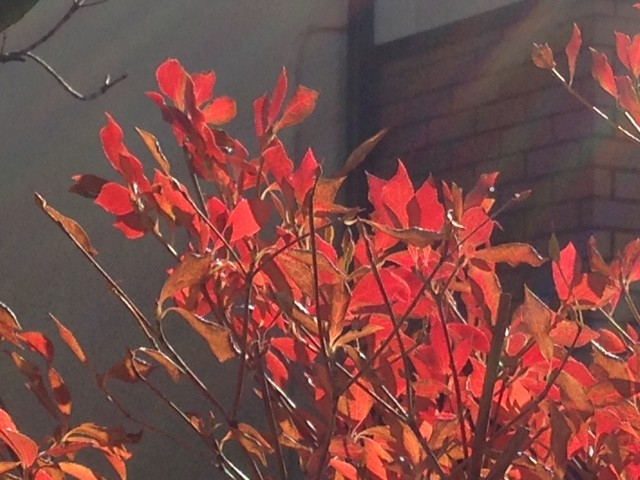 f:id:takase22:20161211122054j:image:w170:right