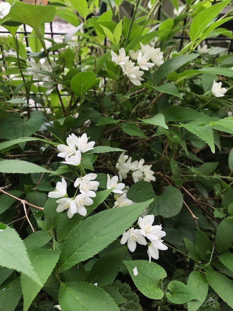 f:id:takase22:20170507143025j:image:w250