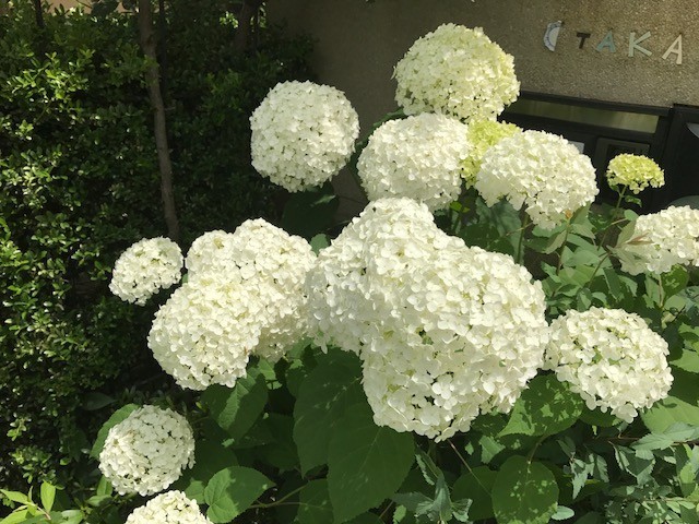 f:id:takase22:20170609100554j:image:w200