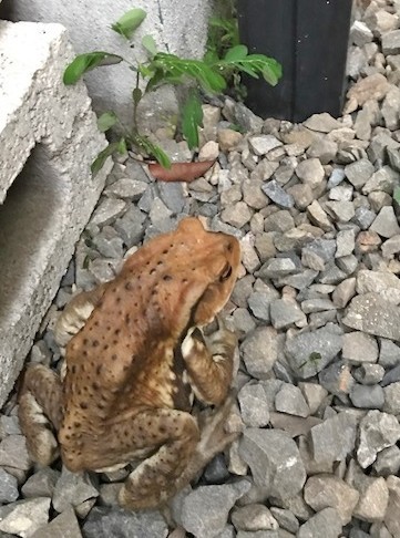 f:id:takase22:20170702190456j:image:w180:right