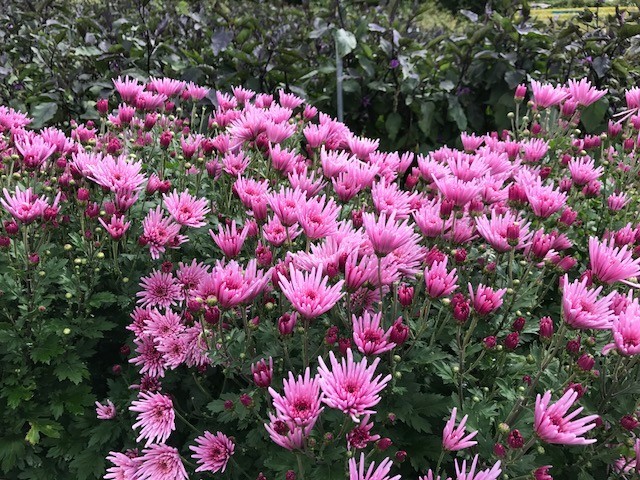 f:id:takase22:20171005104135j:image:w250