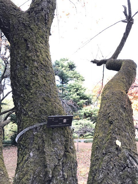 f:id:takase22:20171129123206j:image:w200:right