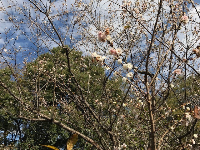 f:id:takase22:20171129124205j:image:w390