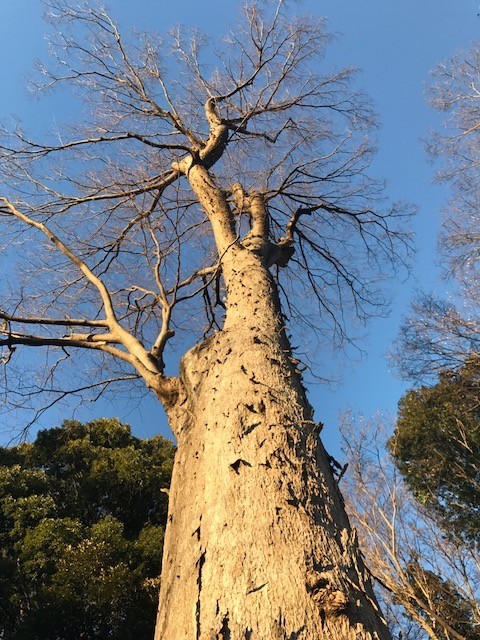 f:id:takase22:20180103160103j:image:w250:right