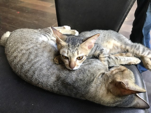 f:id:takase22:20180107143451j:image:w250:left