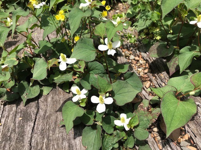 f:id:takase22:20180511112435j:image:w300:right